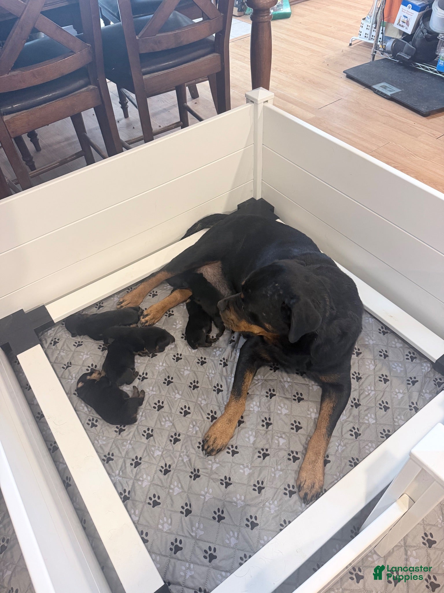Rottweiler dogs Rottweiler 2 - Ad 9