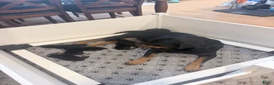 Rottweiler 2