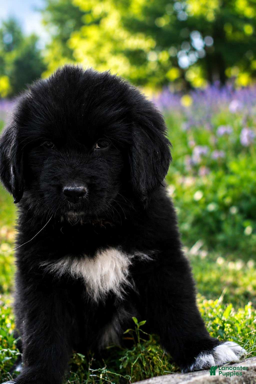 Newfoundland dogs Bowser - Ad 1