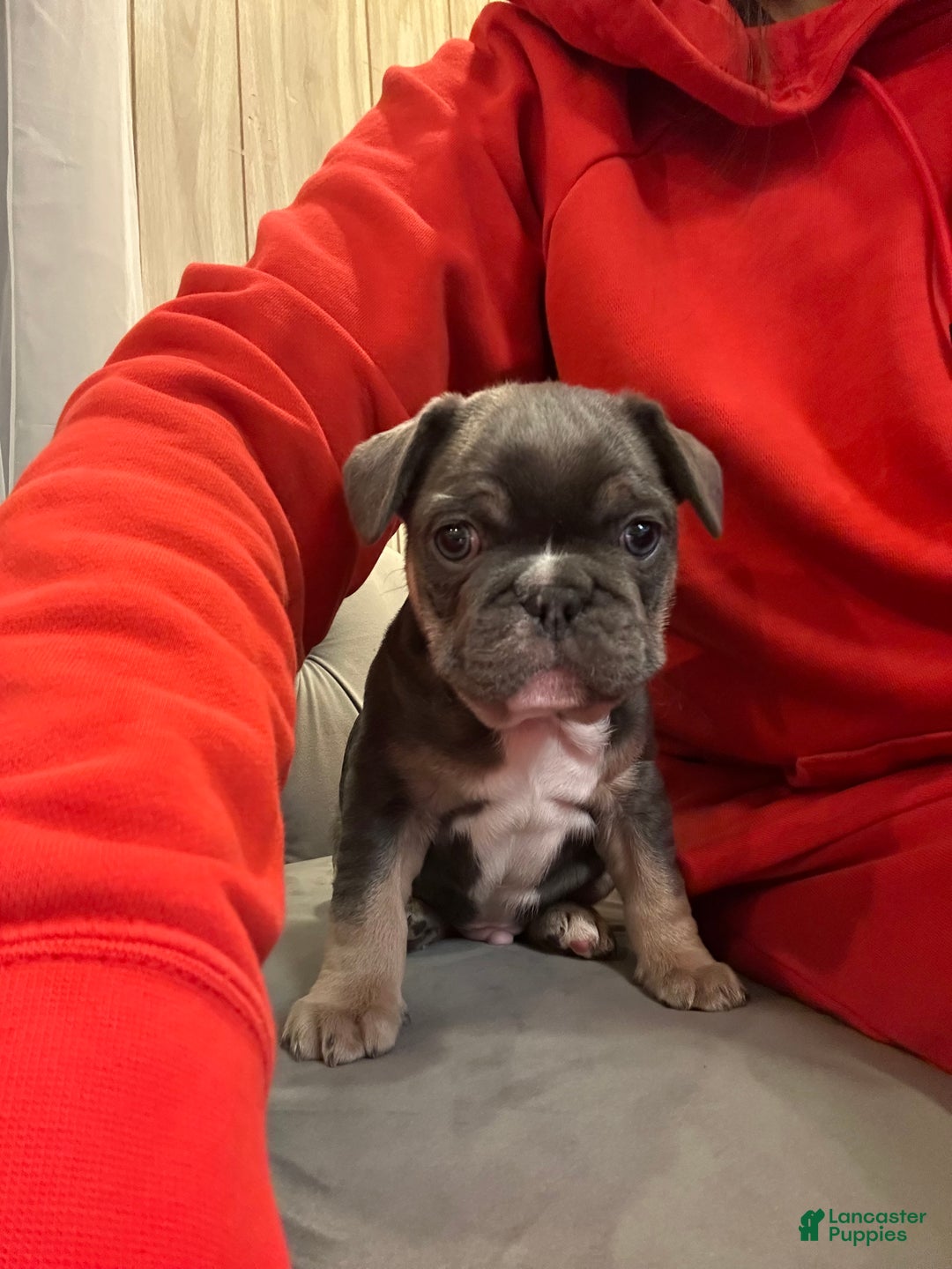 French Bulldog dogs for sale: Armani - Ad 10