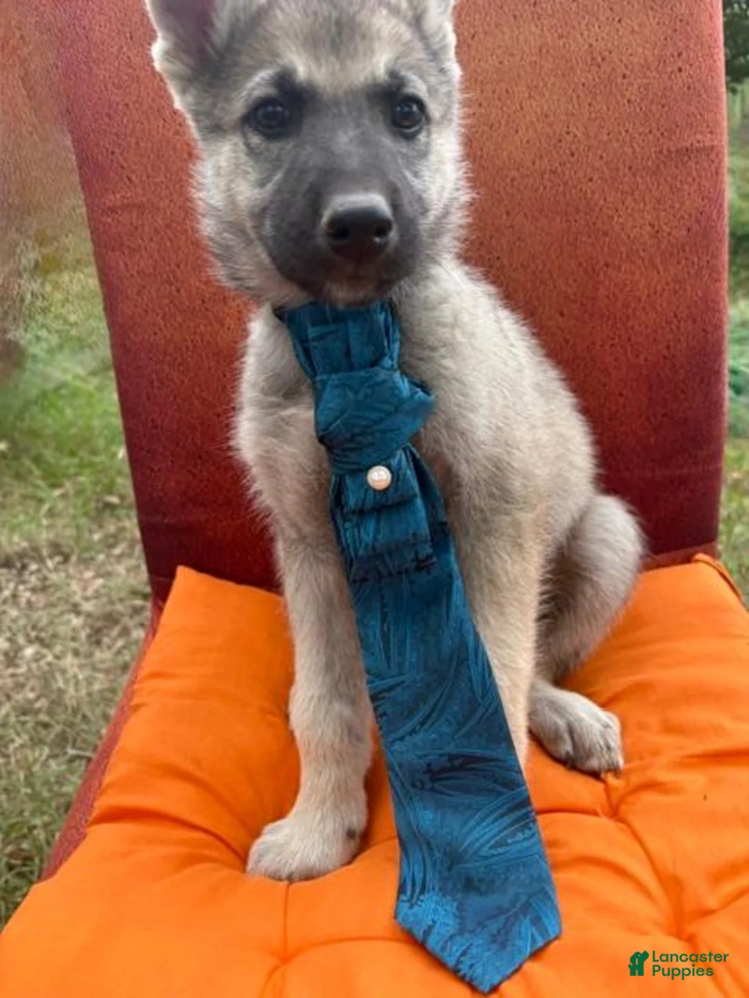 Mixed Breed dogs for sale: Mixed Breed 4 - Ad 1
