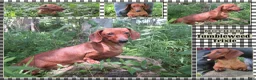 Miniature Dachshund dogs for sale: Izzie - Ad 7