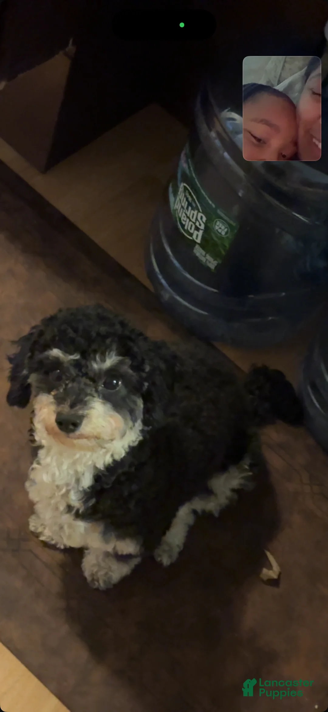 Corgipoo dogs for sale: Corgipoo Puppy 1 - Ad 2