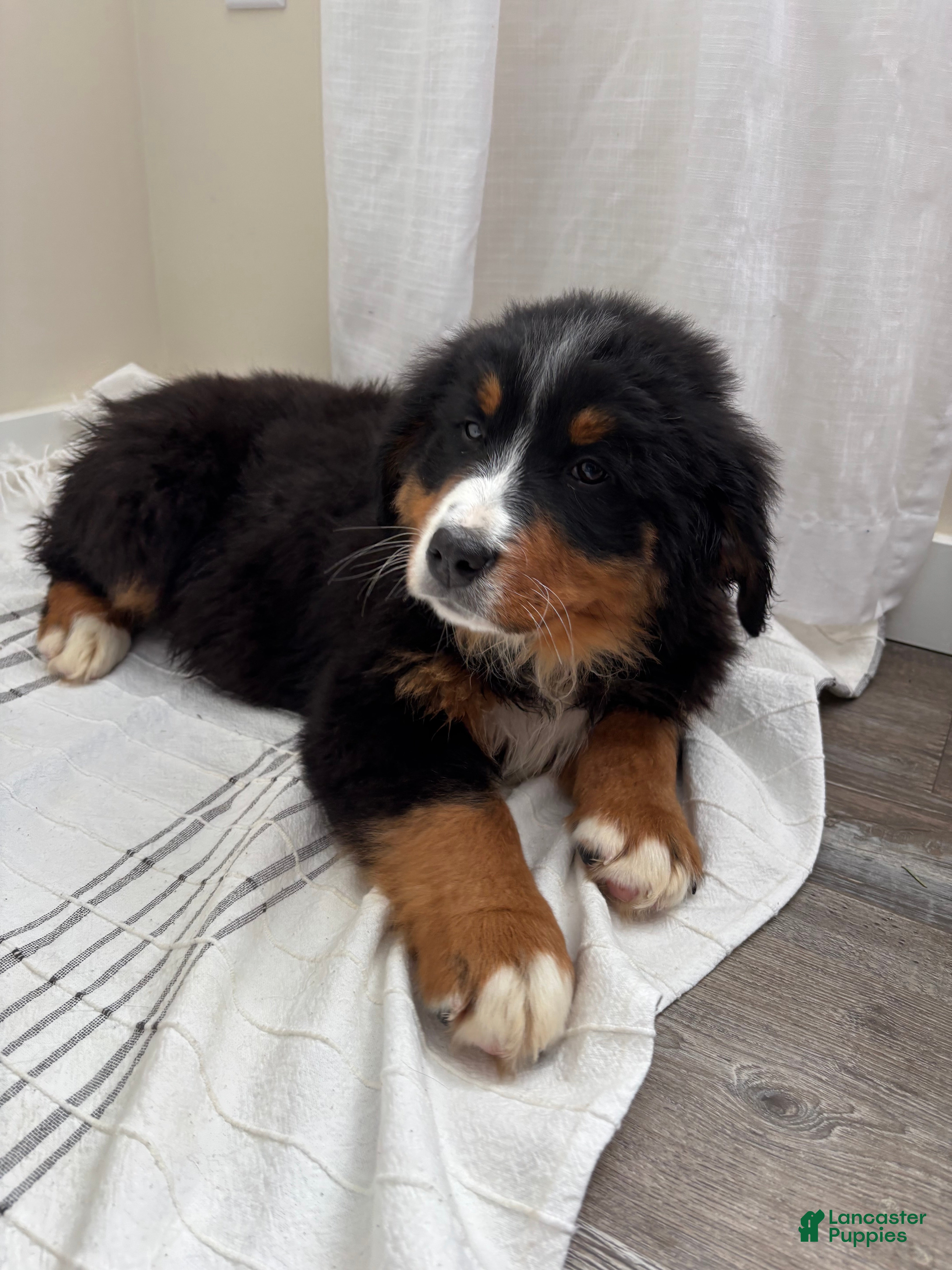 Bernese Mountain Dog dogs CC - Ad 1