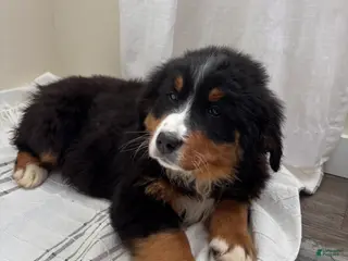 Bernese Mountain Dog dogs for sale: CC - Ad 3