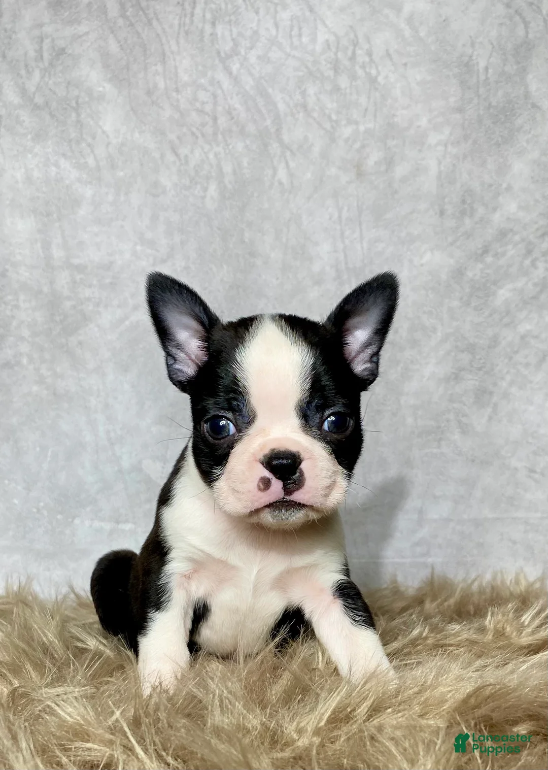 Boston Terrier dogs for sale: Leo - Ad 9