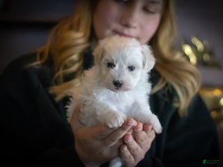 Maltipoo dogs Frosty - Ad 19