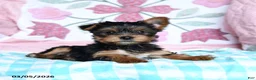 Yorkshire Terrier dogs for sale: Cela - Ad 5
