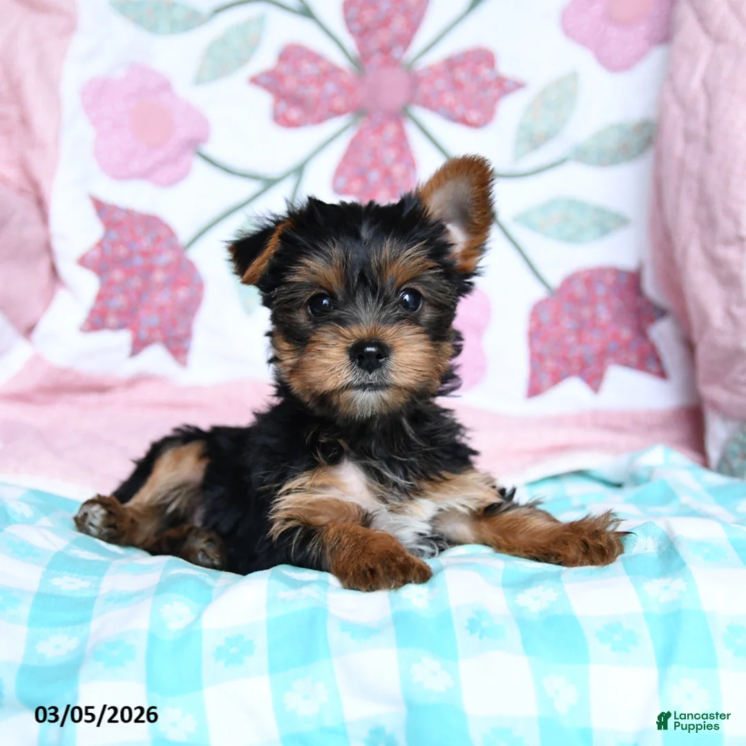 Yorkshire Terrier dogs for sale: Cela - Ad 5