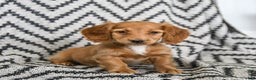 Miniature Dachshund dogs for sale: Zola - Ad 3
