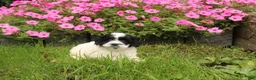 Cavapoochon dogs for sale: Magnum - Ad 5