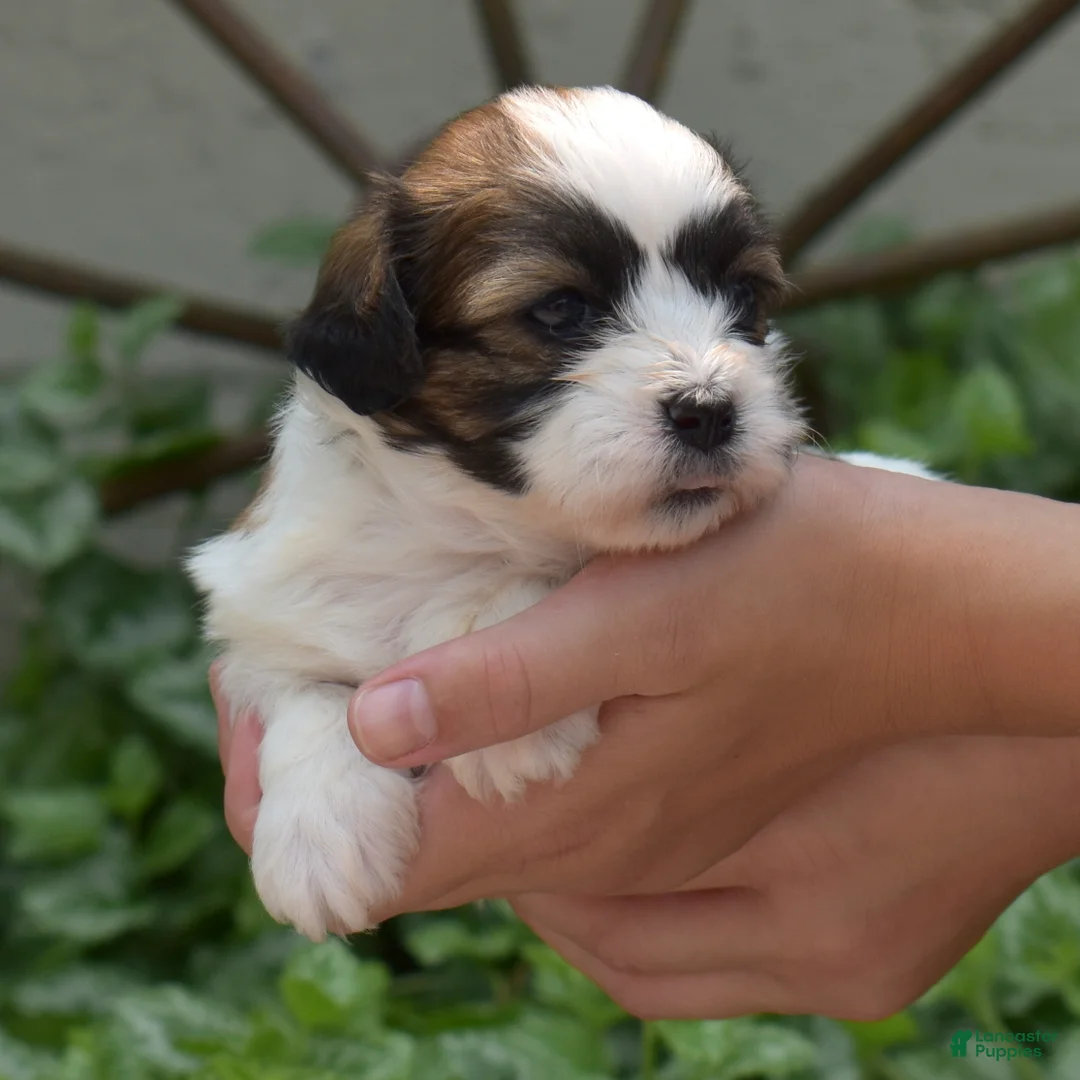 Teddy Bear dogs for sale: Cookie - Ad 1