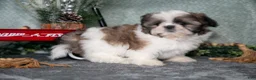 Shih Tzu dogs for sale: Violet - Ad 3