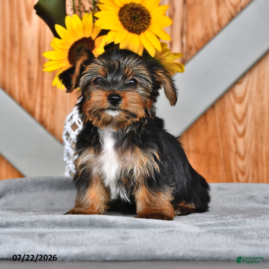 Mixed Breed dogs Ryanne - Ad 1