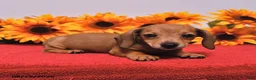 Miniature Dachshund dogs for sale: Dottie - Ad 4