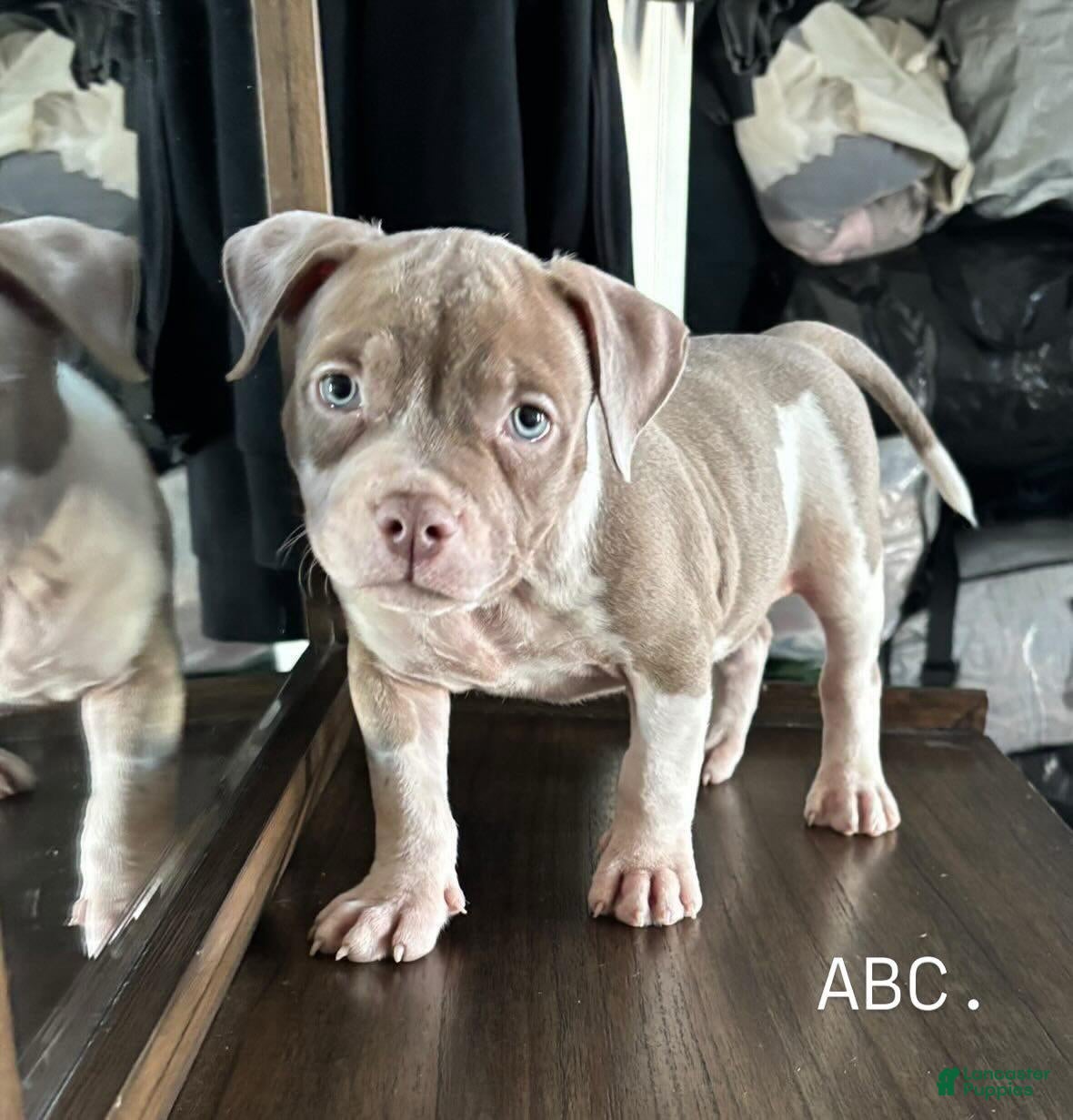 American Bully dogs for sale: American Bully 1 - Ad 3