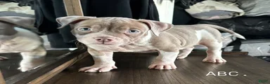 American Bully 1