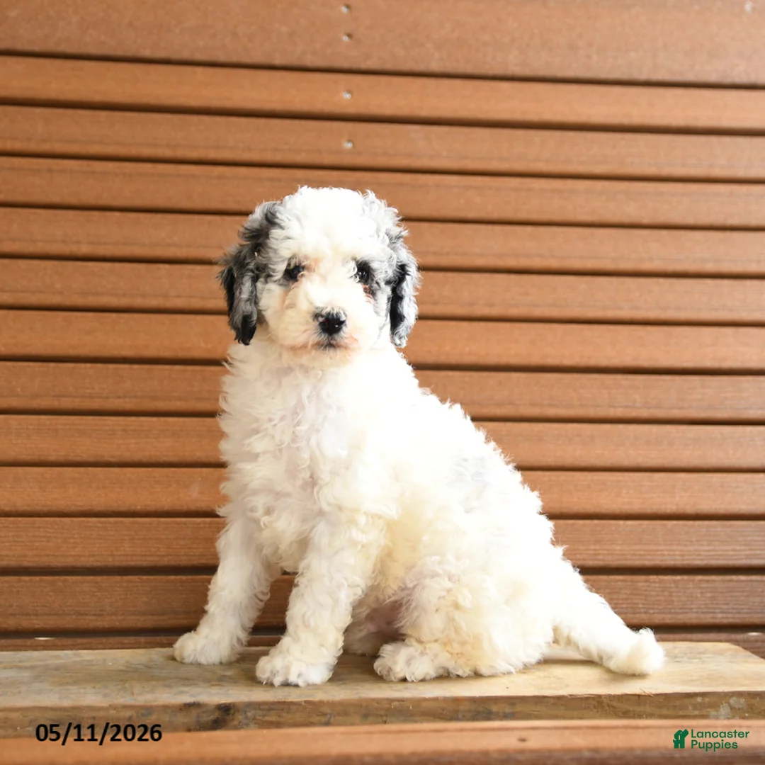 Miniature Poodle dogs for sale: Harrison - Ad 1