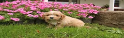 Cavapoochon dogs for sale: Max - Ad 3