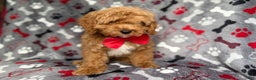 Cockapoo dogs for sale: Titus - Ad 8