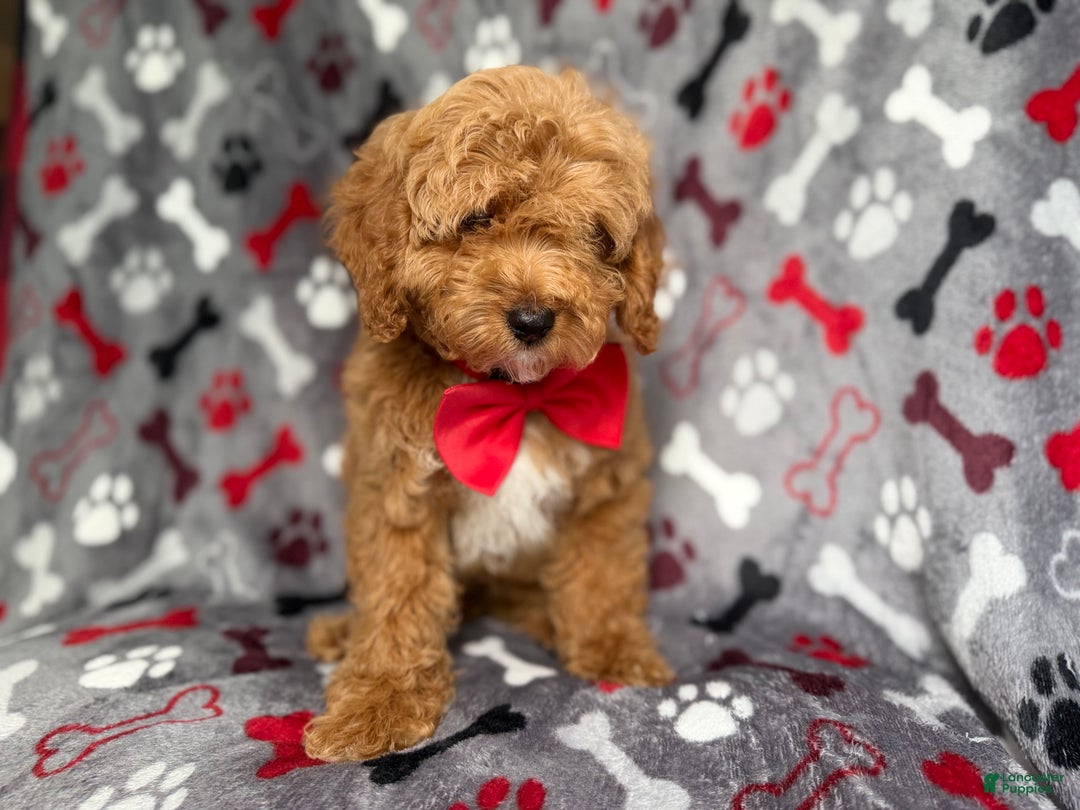 Cockapoo dogs for sale: Titus - Ad 8