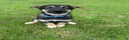Mixed Breed dogs for sale: Maverick - Ad 6