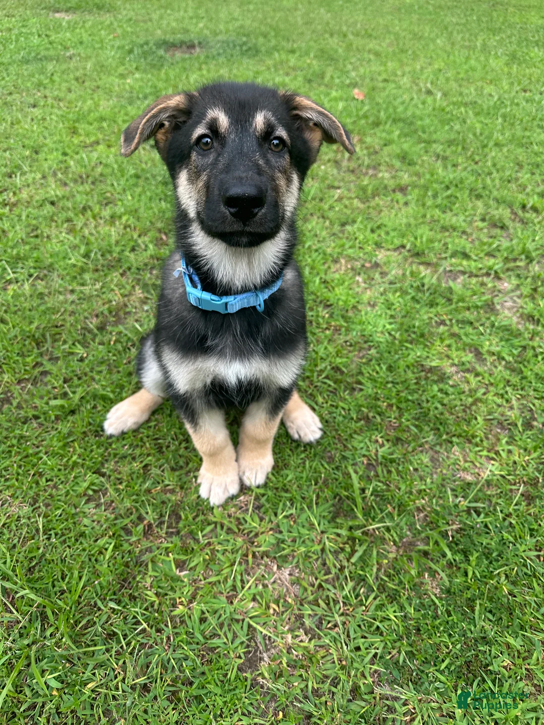 Mixed Breed dogs for sale: Maverick - Ad 6