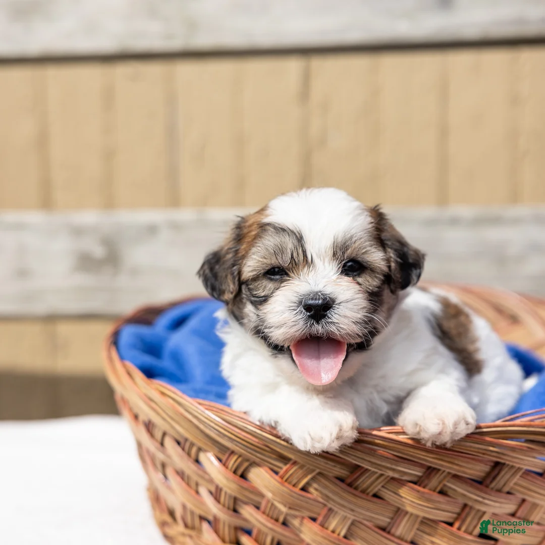 Teddy Bear dogs for sale: Maple - Ad 1