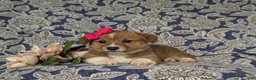 Welsh Corgi Pembroke dogs for sale: Maxie AKC Registered - Ad 6