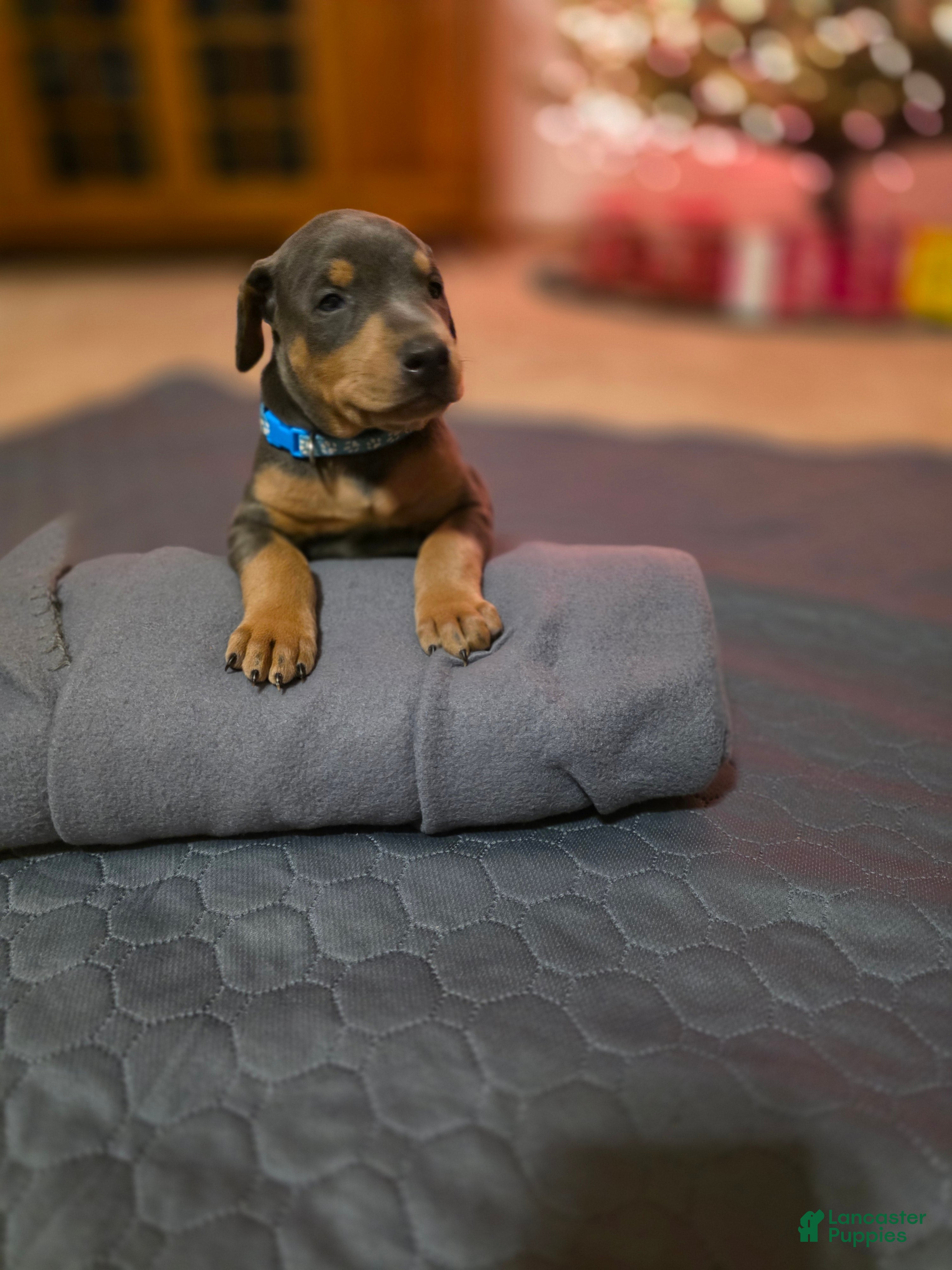 Doberman Pinscher dogs Doberman Pinscher Puppy 1 - Ad 27