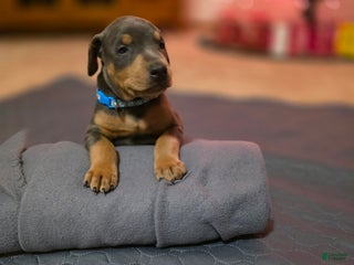 Doberman Pinscher dogs Doberman Pinscher Puppy 1 - Ad 27