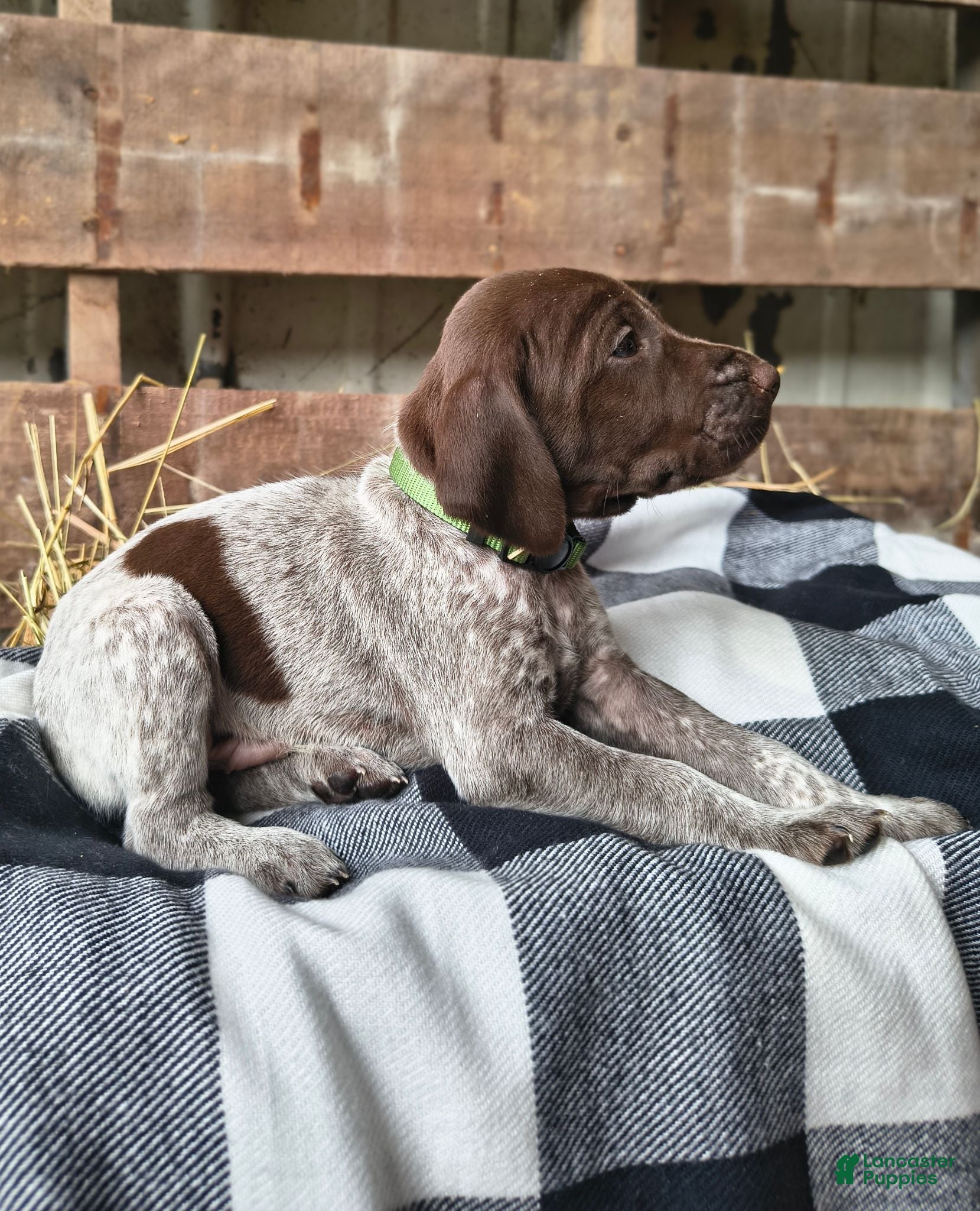 German Shorthaired Pointer dogs Jasper - Ad 2