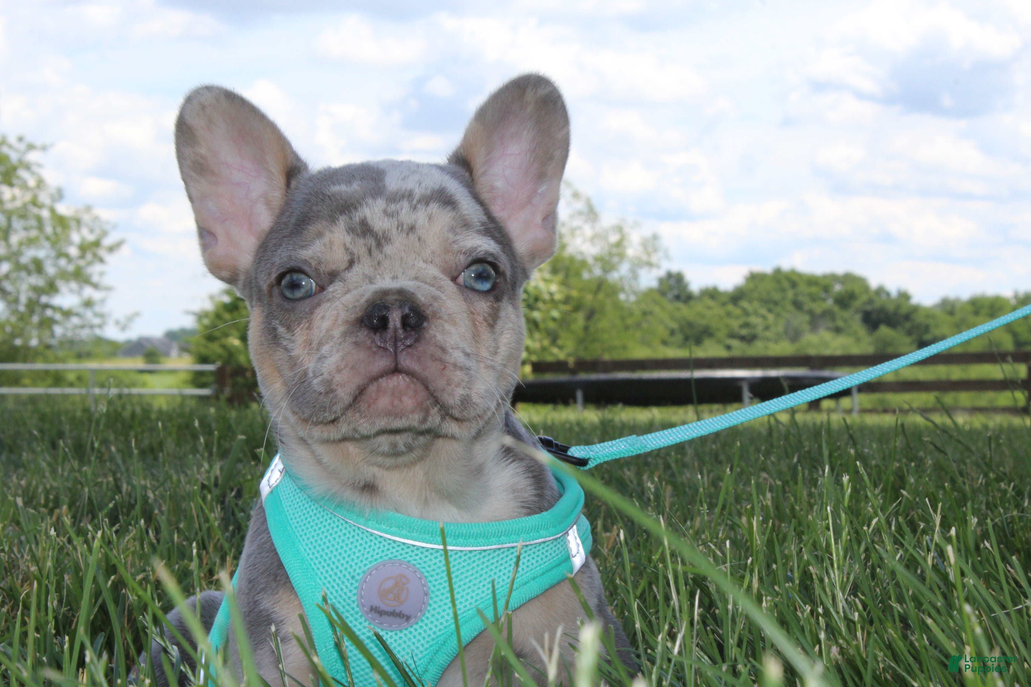 French Bulldog dogs AKC Hank - Ad 1