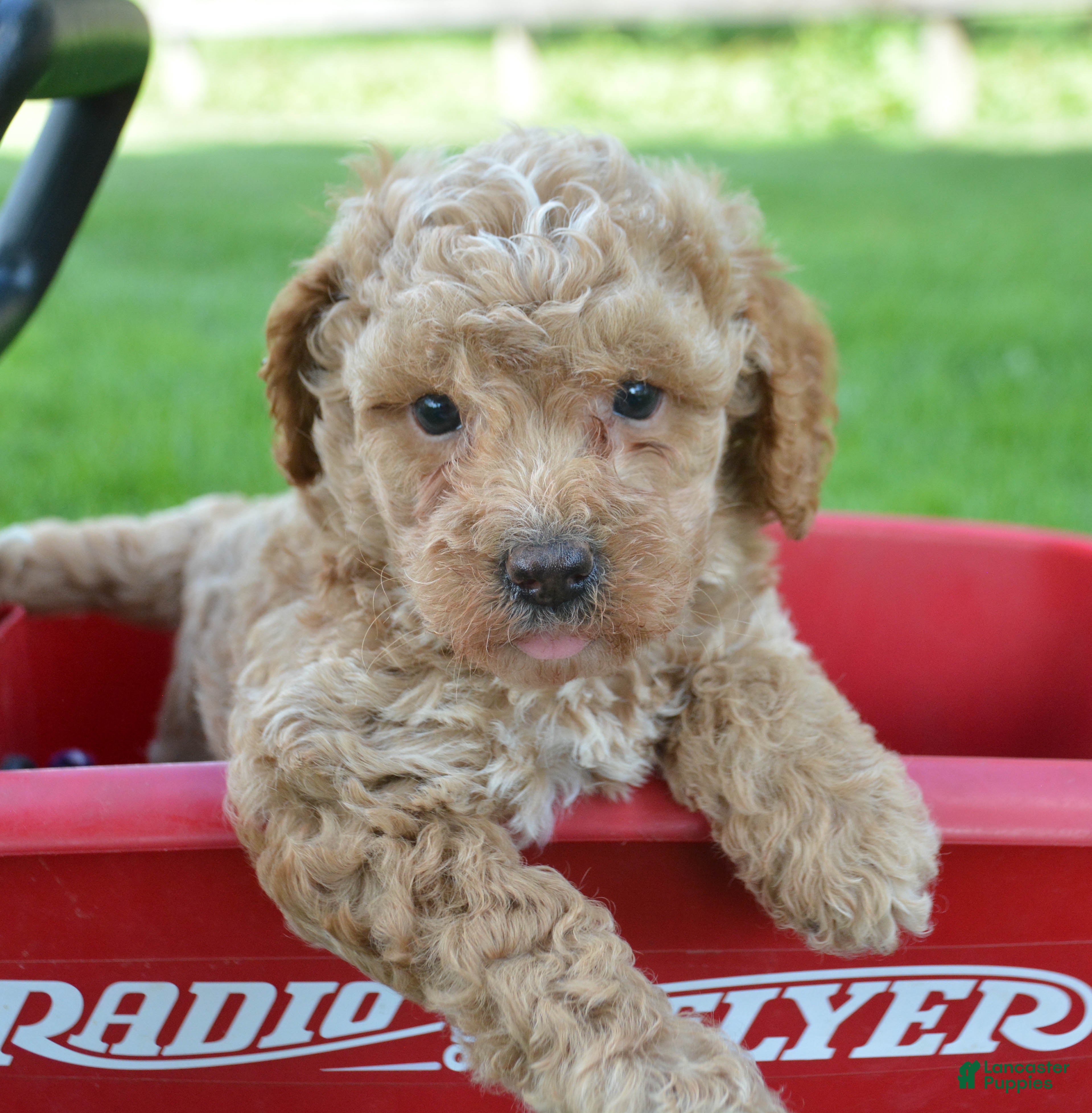 Cavapoo dogs Cain Cavapoo 1 - Ad 1