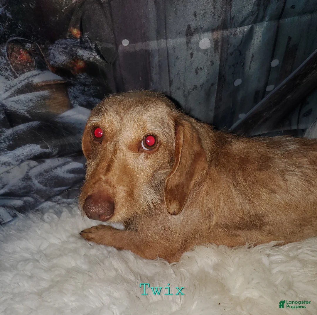 Miniature Dachshund dogs for sale: Vito, wirehair - Ad 5