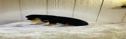 Rottweiler dogs for sale: Rottweiler 6 - Ad 13