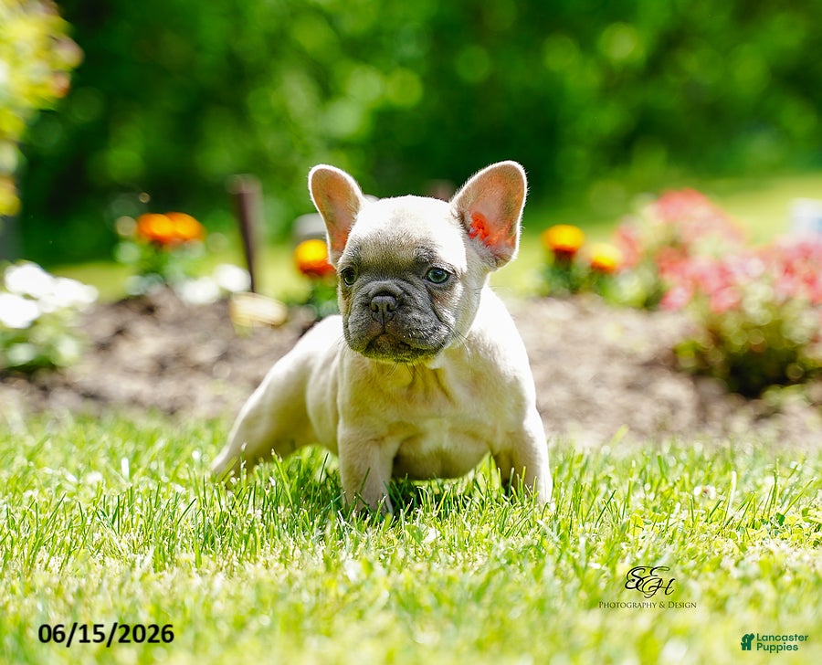 French Bulldog dogs Kingsley - Ad 1