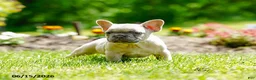 French Bulldog dogs for sale: Kingsley - Ad 1