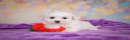 Maltese dogs for sale: Daisey - Ad 4