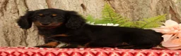 Miniature Dachshund dogs for sale: Tammy - Ad 4