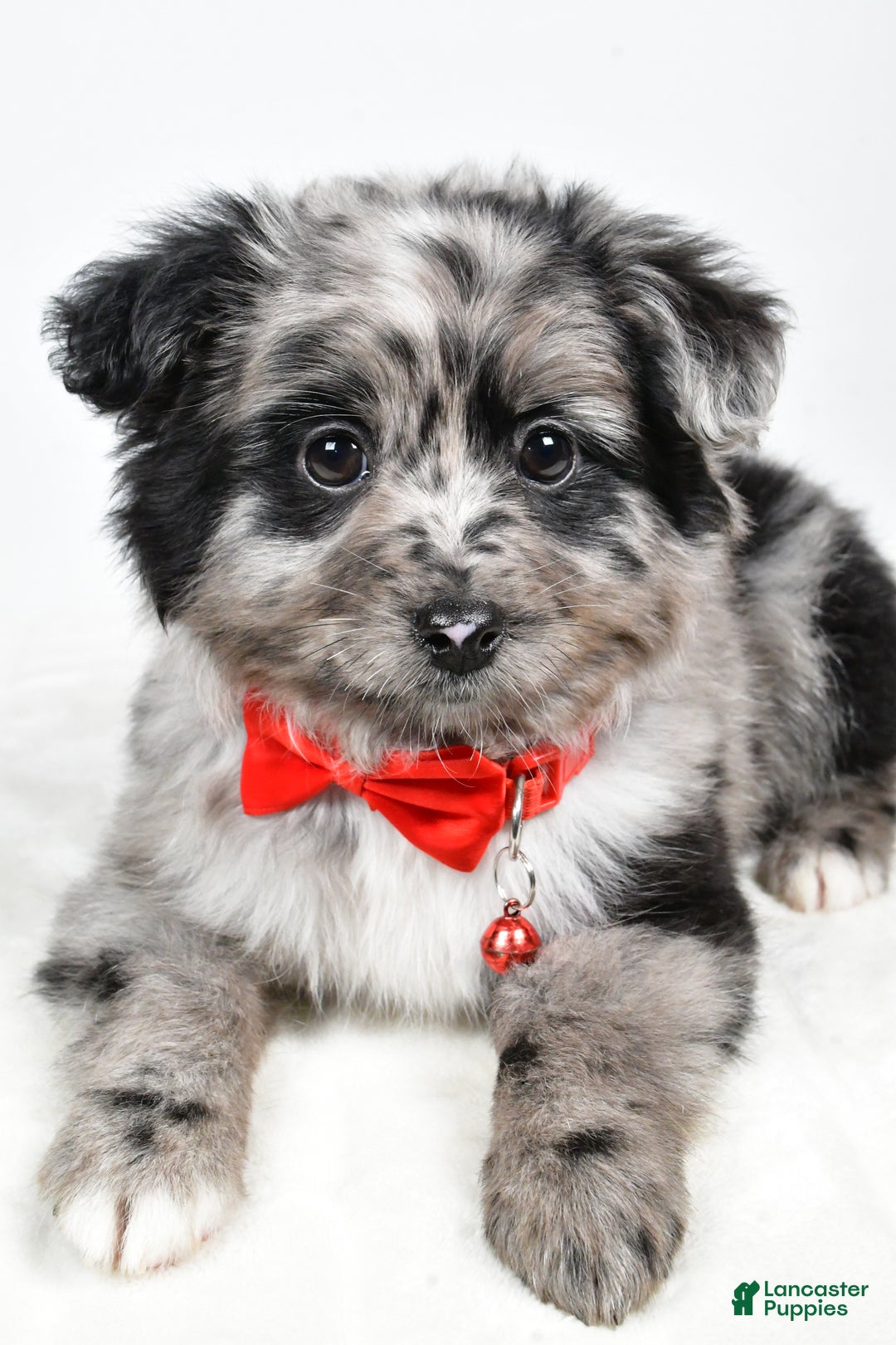 Mini Aussiedoodle dogs for sale: Blace - Ad 7