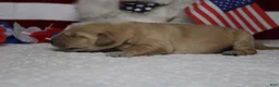 Golden Retriever dogs for sale: Babka - Ad 9