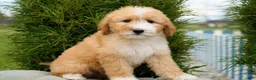 Goldendoodle dogs for sale: Rora Female - Ad 2