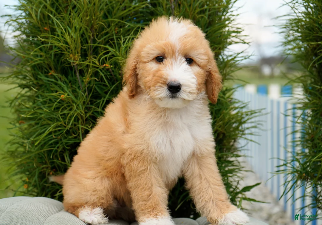 Goldendoodle dogs for sale: Rora Female - Ad 2