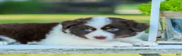 Miniature Australian Shepherd dogs for sale: Judo - Ad 2