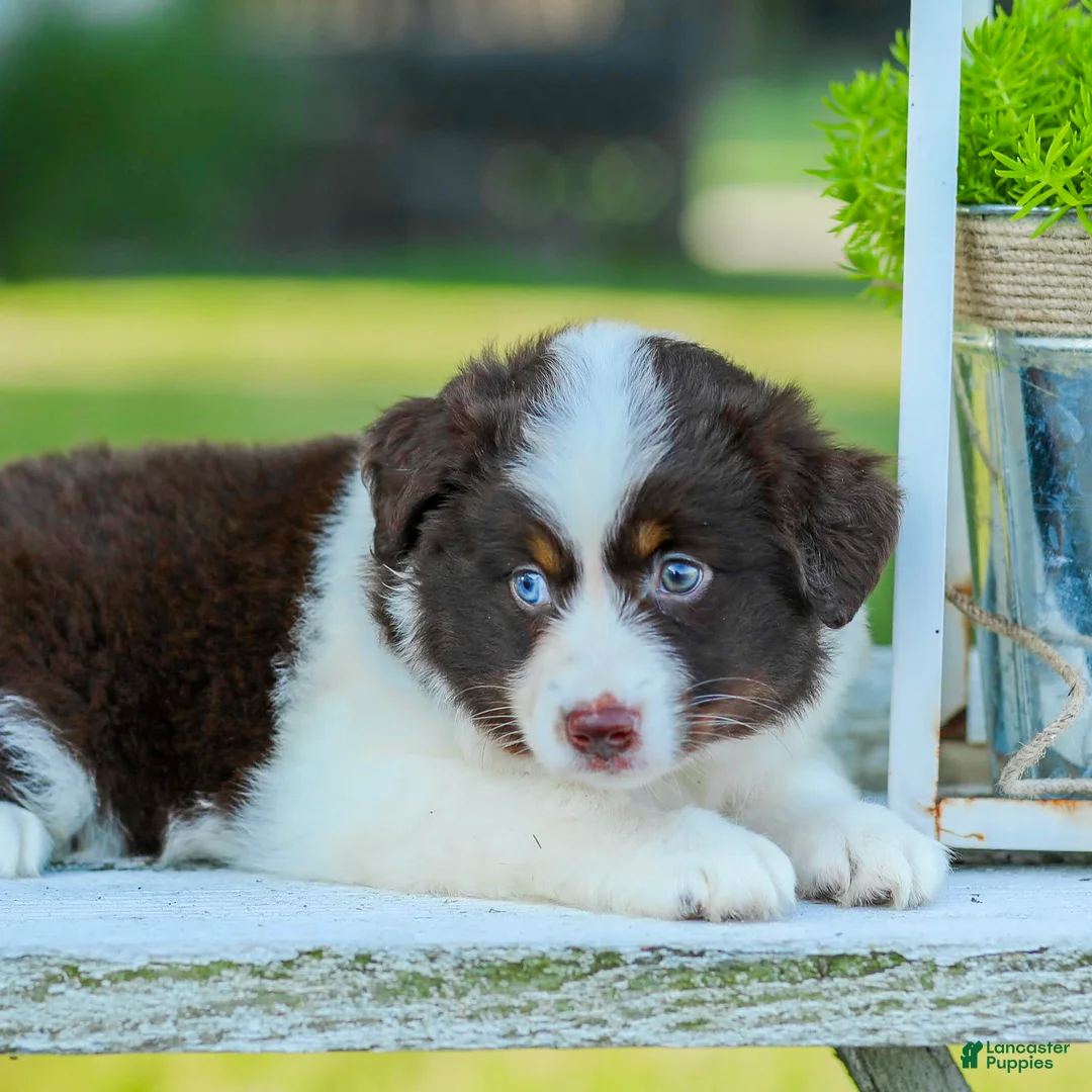 Miniature Australian Shepherd dogs for sale: Judo - Ad 2