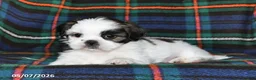 Shih Tzu dogs for sale: Bryan - Ad 4