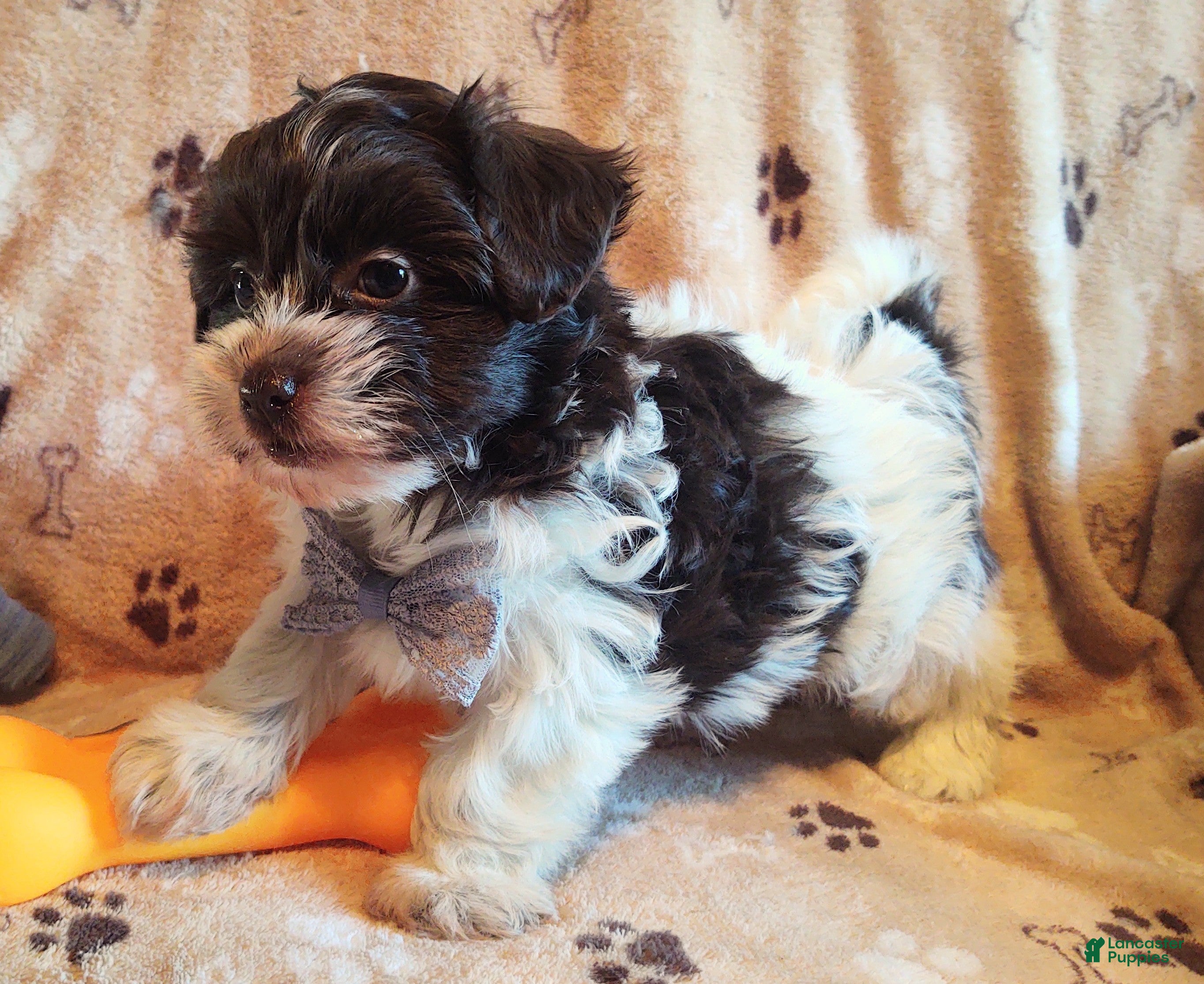 Maltipoo dogs Chocolate spots Berlee - Ad 1