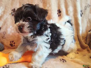 Maltipoo dogs for sale: Chocolate spots Berlee - Ad 4