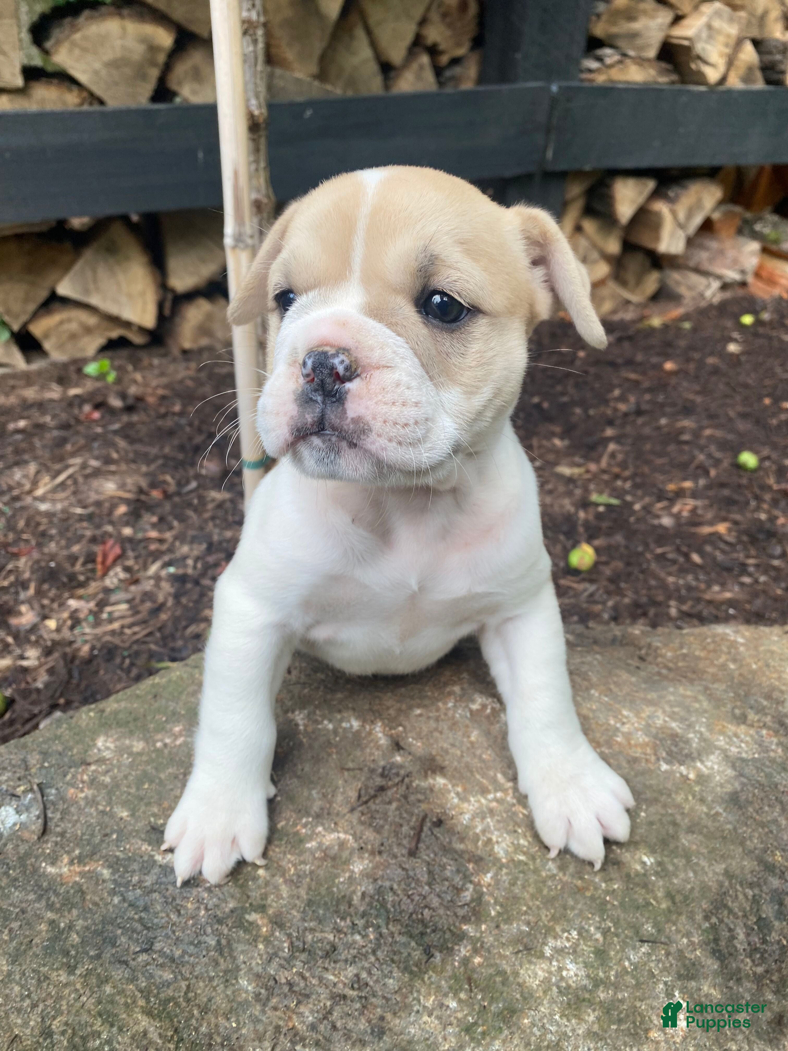 Mixed Breed dogs Lulu - Ad 1